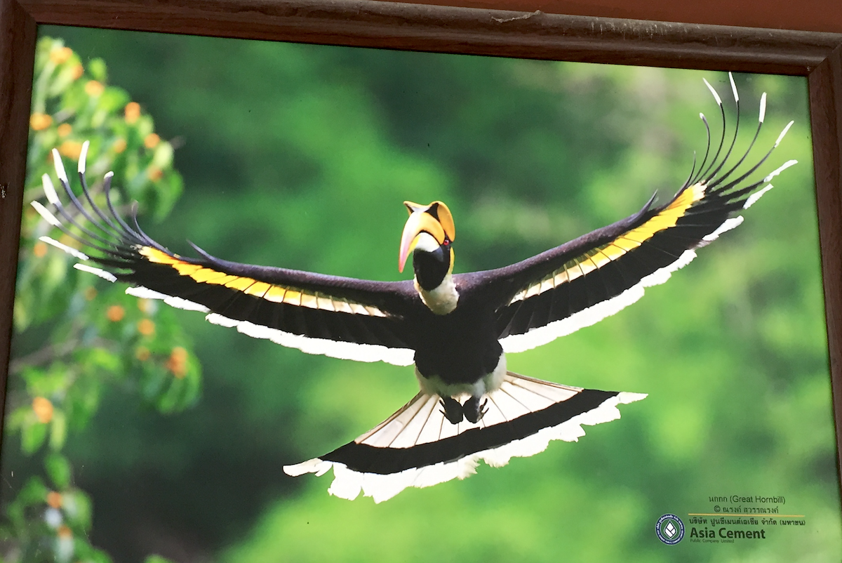 Hornbill