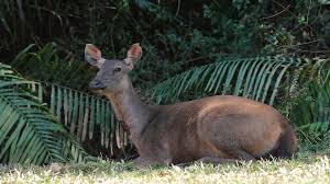Sambar Deer