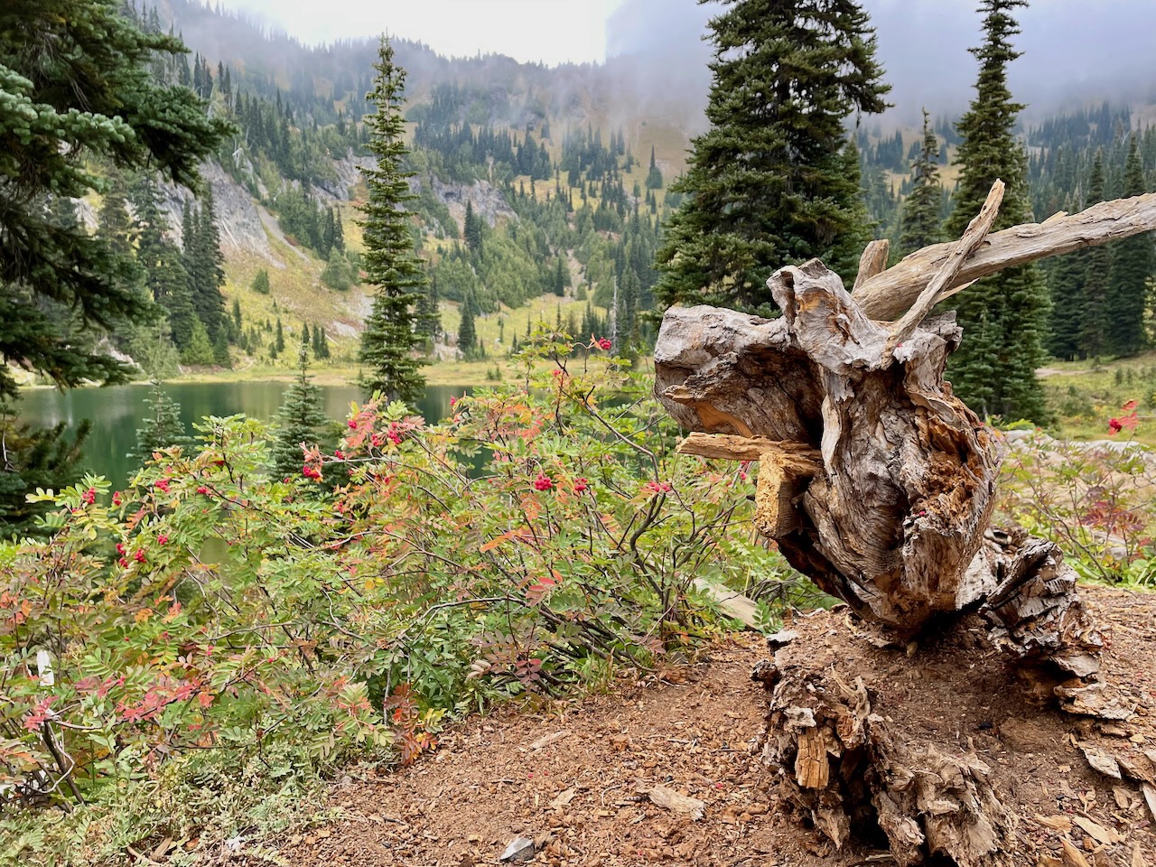 sheep lake